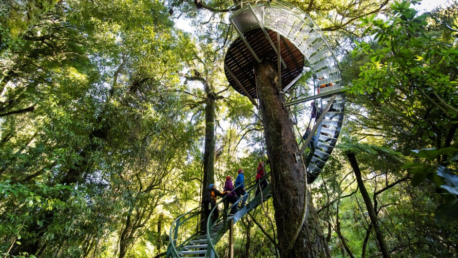 Climb the epic spiral staircase that winds up through the layers of the canopy.