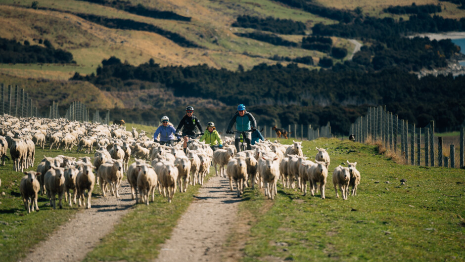 For those wanting to experience the beauty of the alps on a comfortable ride, the Lakefront Traverse is your ideal ride.