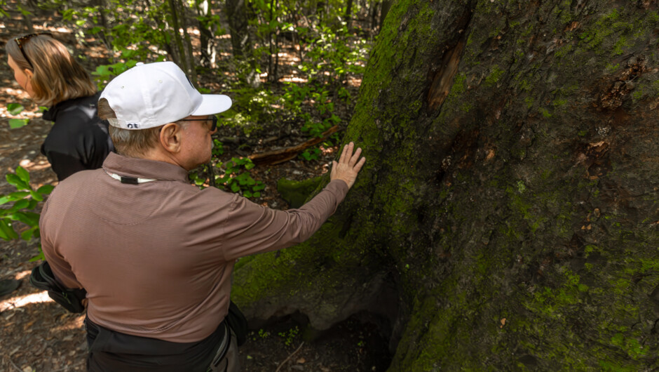 Engaging with nature, a 500+ year-old Matai Tree in the Katuna Valley reserve