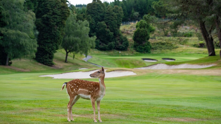 Fallow deer on the 14th, Wairakei Golf + Sanctuary