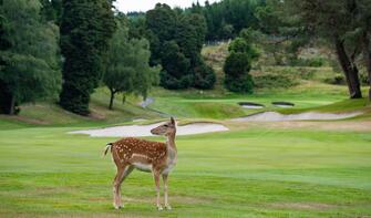 Fallow deer on the 14th, Wairakei Golf + Sanctuary