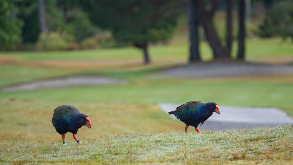 Takahe enjoying the peaceful sanctuary, Wairakei Golf + Sanctuary