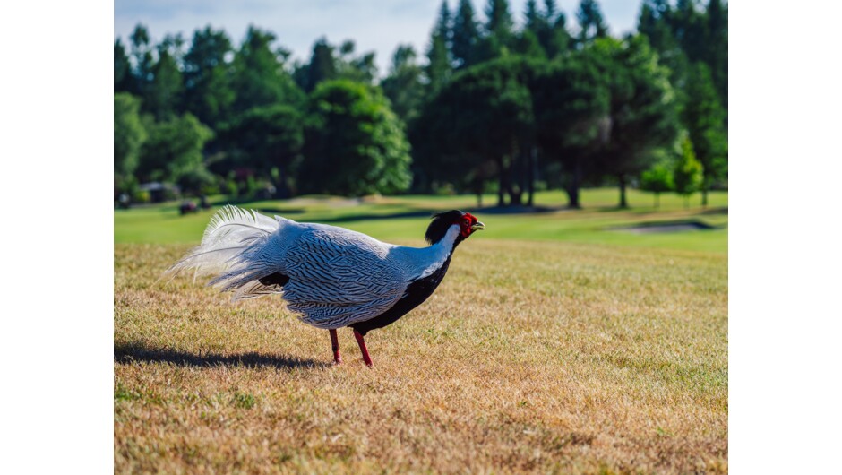 Mixed coloured pheasants loving sanctuary life, Wairakei Golf + Sanctuary