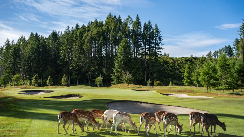 Fallow deer roam freely around the course, Wairakei Golf + Sanctuary