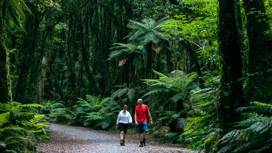 Fox Glacier Nature Tour