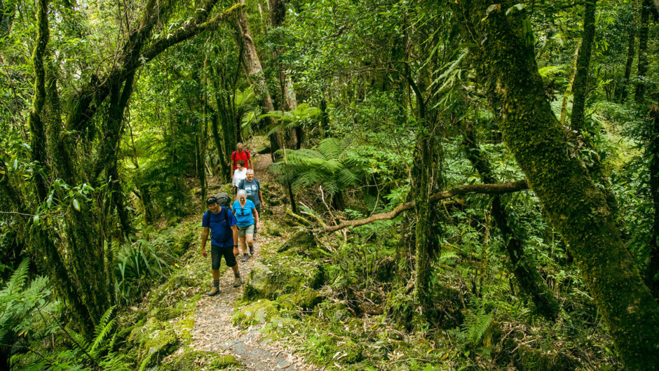 Guided Walk Through West Coast Rainforest