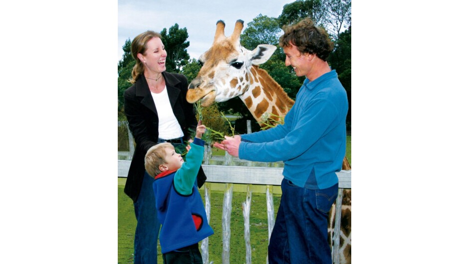 Feeding Giraffe