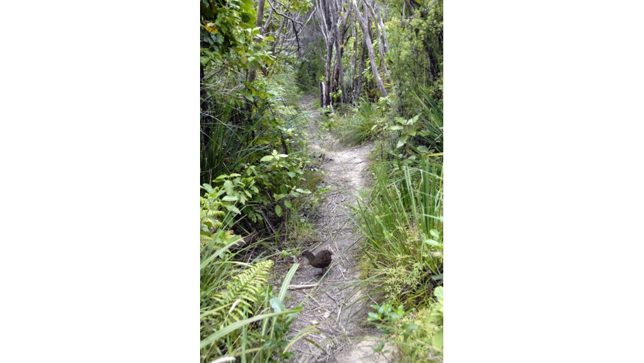 bush track with weka