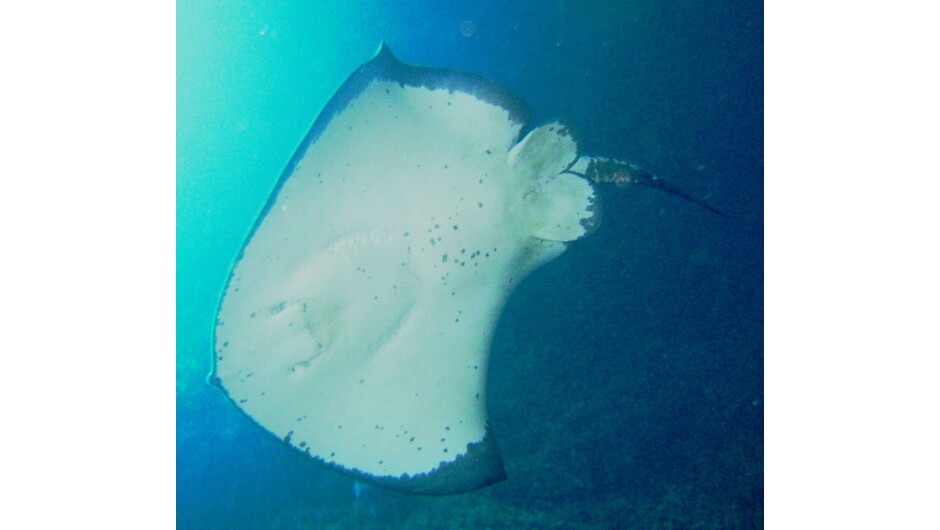 Stingrays are a common summer time visitor