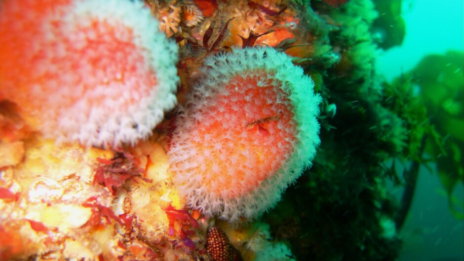 Dead mans fingers..creepy name/lovely sponges