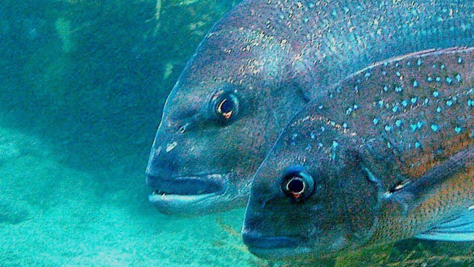 Mr & Mrs Fat-and-Friendly Snapper, Cathedral Cove Marine Reserve, Hahei Beach