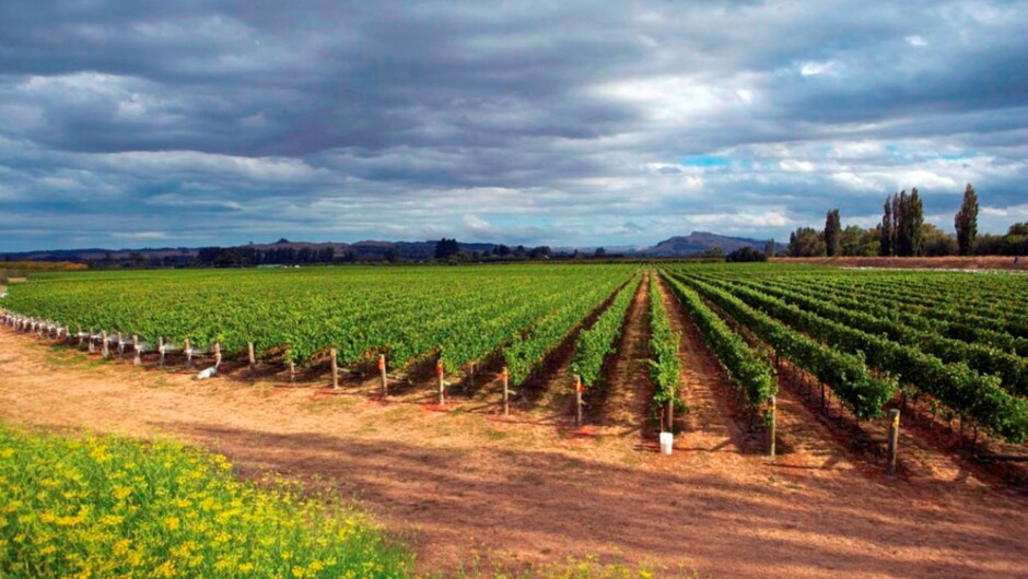 Black Bridge Estate, Hawkes Bay