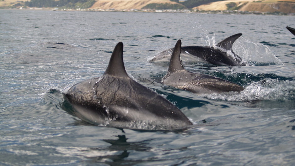 Kayak with Dusky Dolphins on a tour with Kaikoura Kayaks.