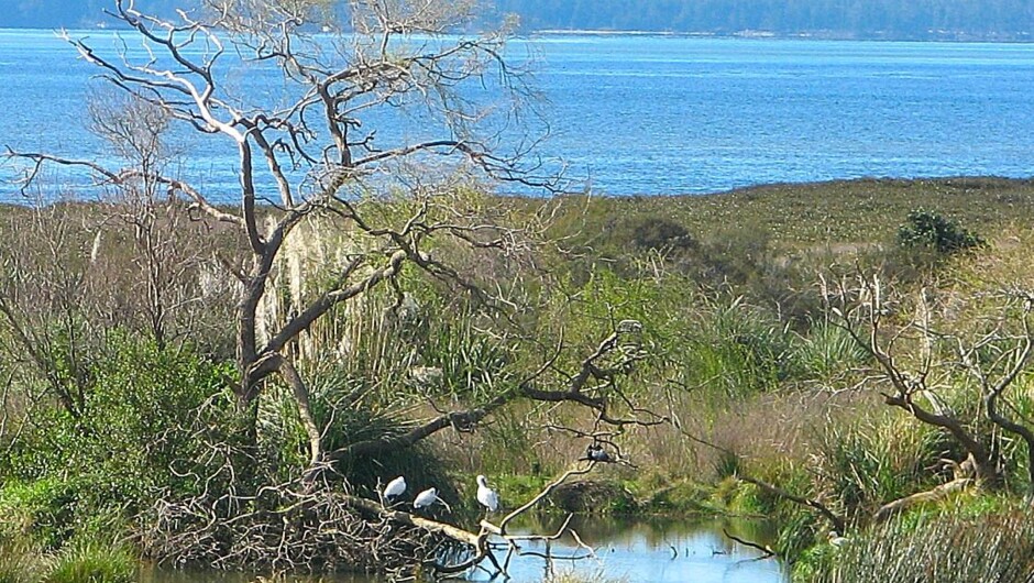 Katikati Bird Gardens.