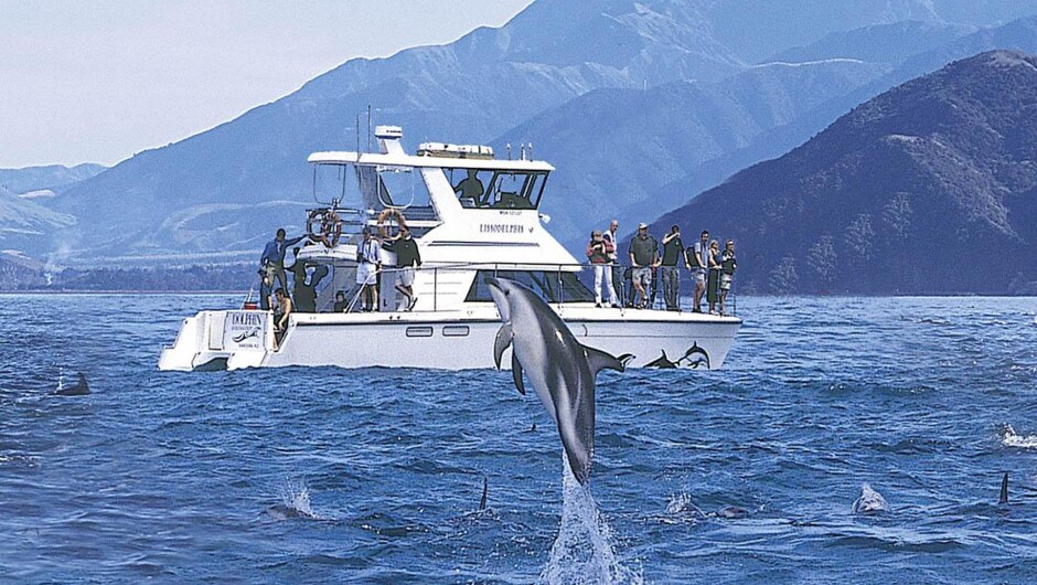 A dusky dolphin leaping at Kaikoura.