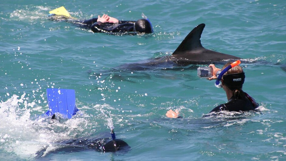 A dolphin swimmer photographing dusky dolphins.