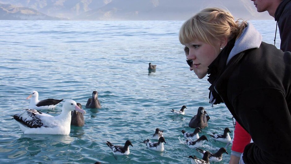 Wandering albatross