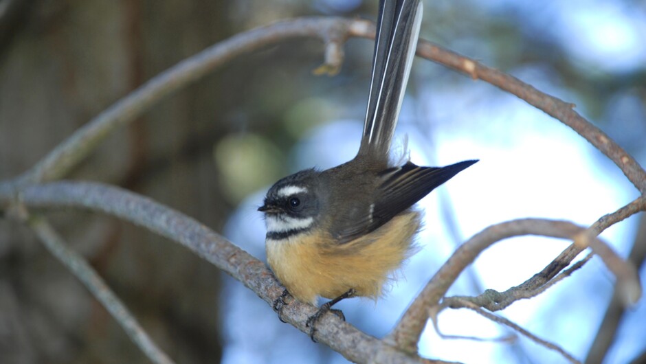 fantail