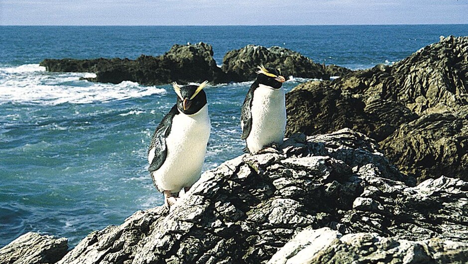 Milford Sound Coach & Cruise (from Te Anau) - Real Journeys