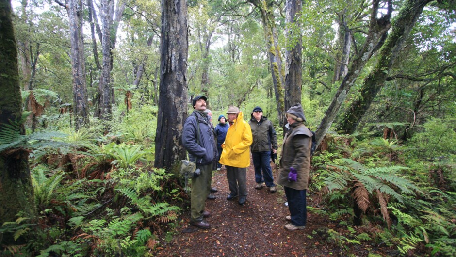 Walk in the oldest Podocarp Forest in N.Z. The Waitutu.