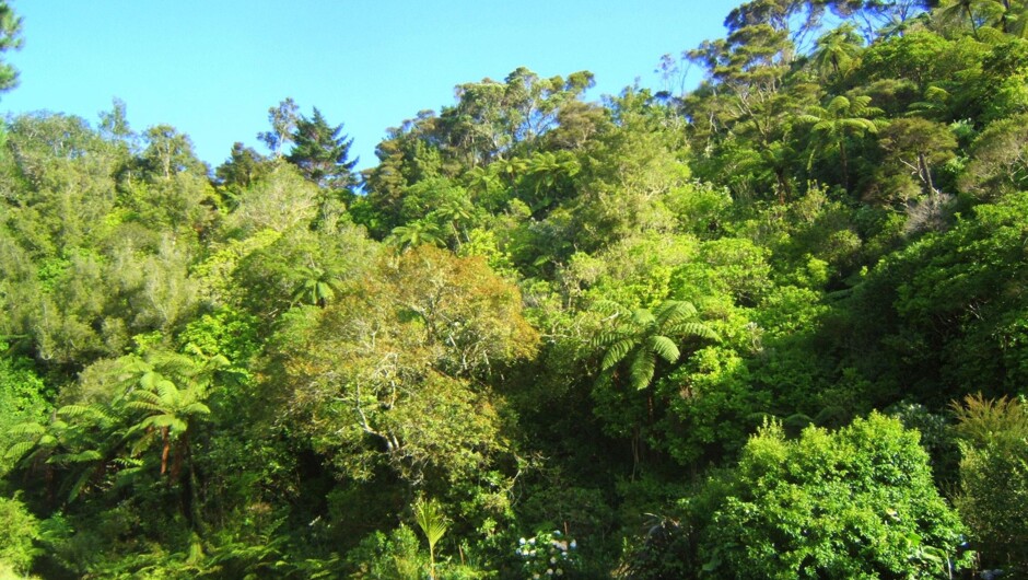 Native Bush at Te Mata Lodge