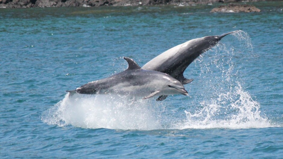 See nature at its best on your ferry to Urupukapuka Island