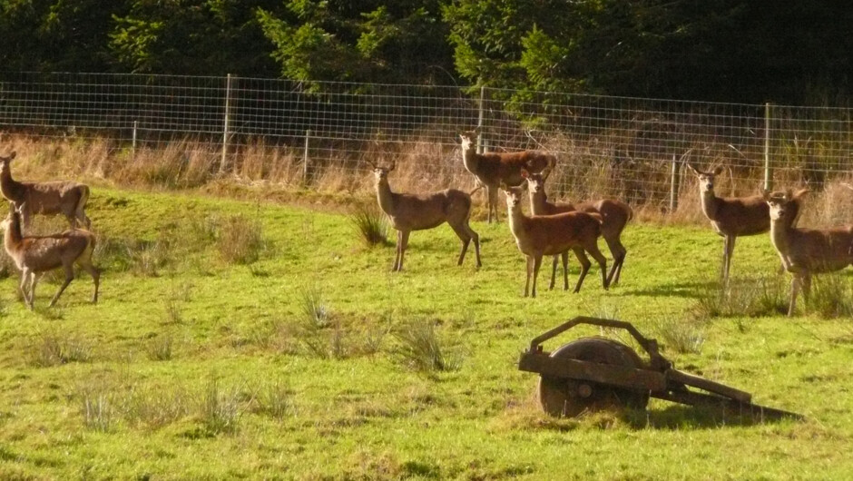 Farm deer