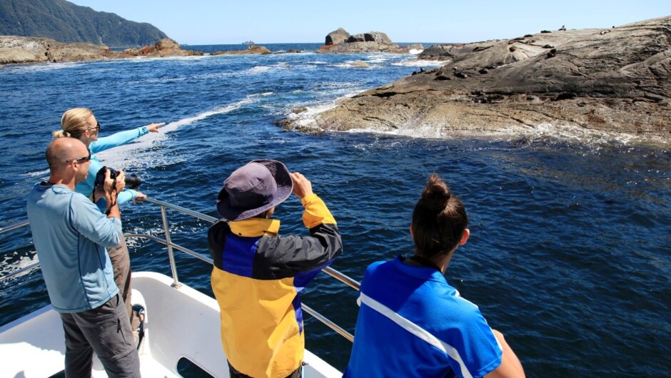 Seal Colony - Doubtful Sound Overnight Cruises Southern Secret.