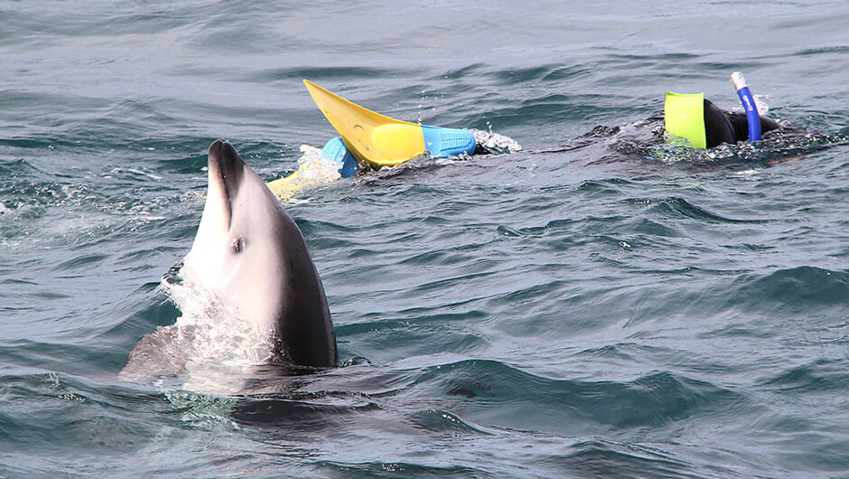 Dolphin Swimming in Kaikoura