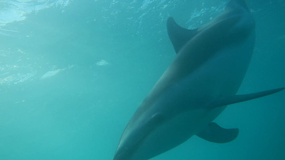 Dusky Dolphin Underwater