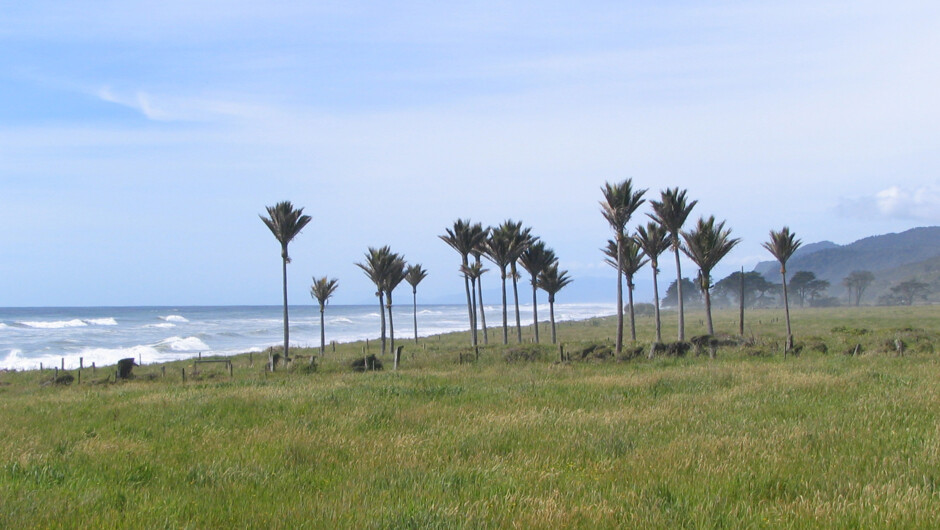 nikau palms