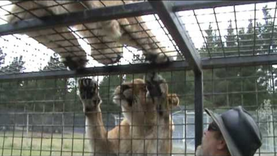 Hand Feeding Lions at Orana Wildlife Park Christchurch