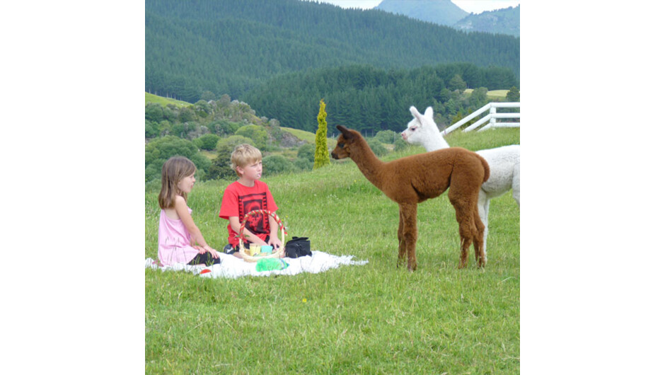 Children enjoying a picnic while a couple of cria decide to see what they are doing