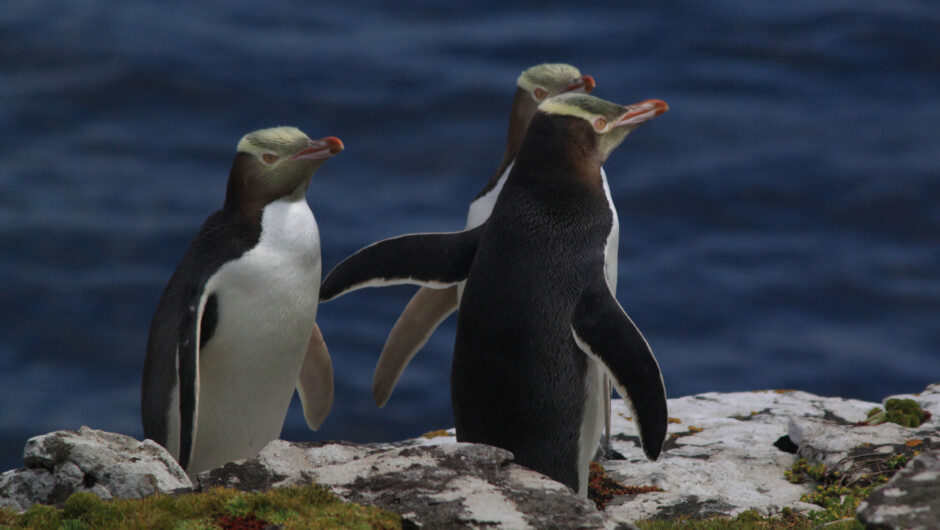 ペンギンがお出迎え