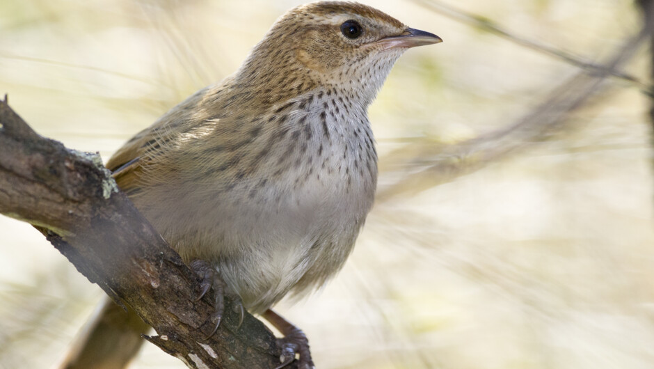 Fernbird close up