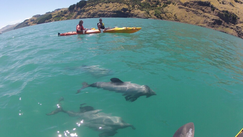 Guided Akaroa Kayaking