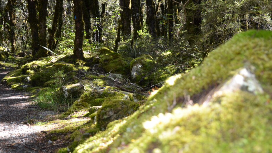 Moss Forest