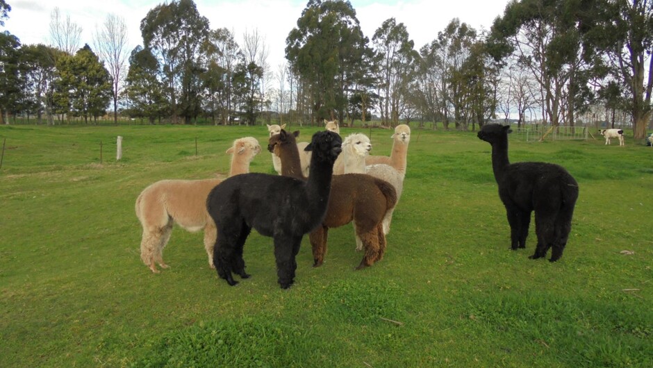 Multicolored female herd