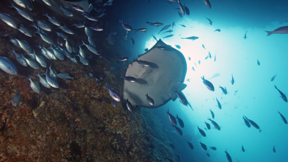 Liveaboard charters to the Poor Knight Islands