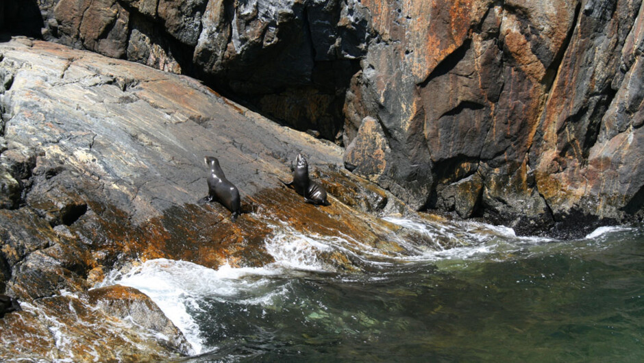 Milford Sound Day Cruises - Real Journeys