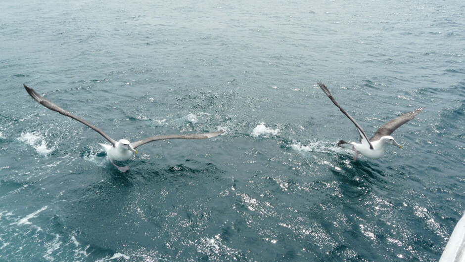 Ferry - Stewart Island Experience