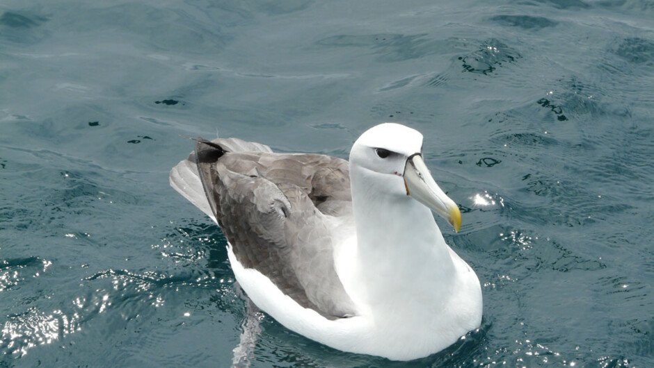 Ferry - Stewart Island Experience