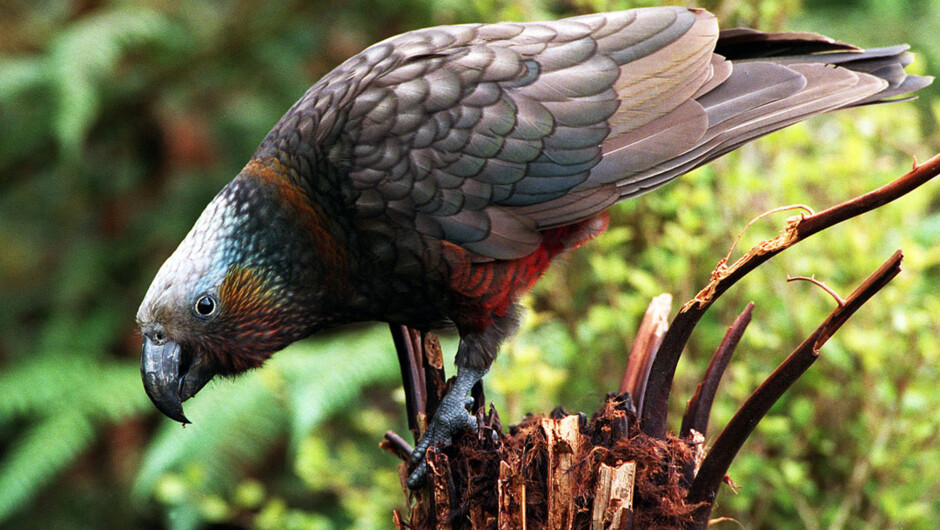 Village & Bays Tours - Stewart Island Experience