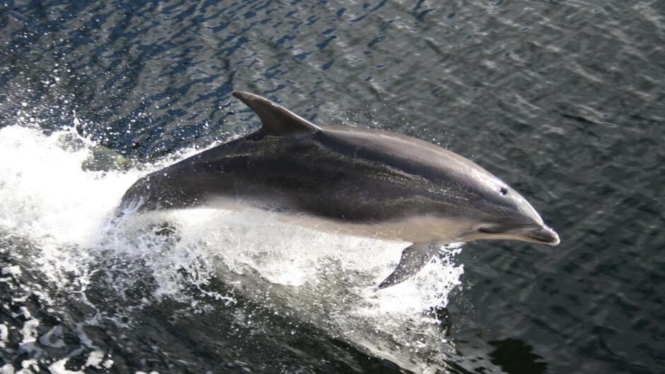 Doubtful Sound Wilderness Cruises - Real Journeys