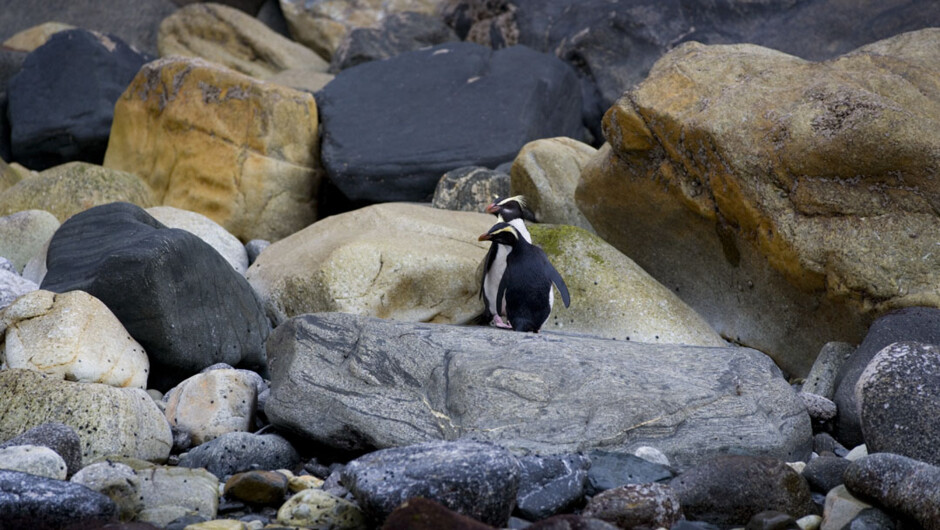 Doubtful Sound Wilderness Cruises - Real Journeys