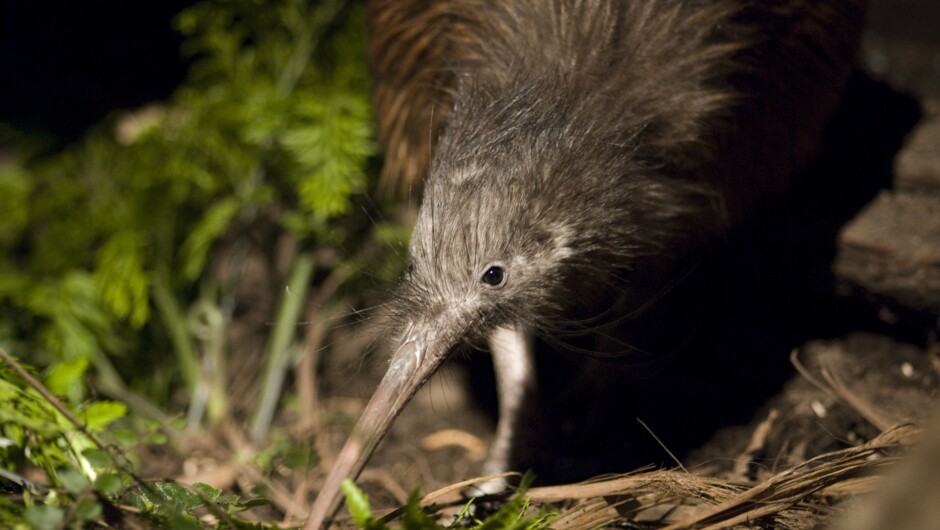 View New Zealand's national icon, the kiwi, at Christchurch's Orana Wildlife Park.