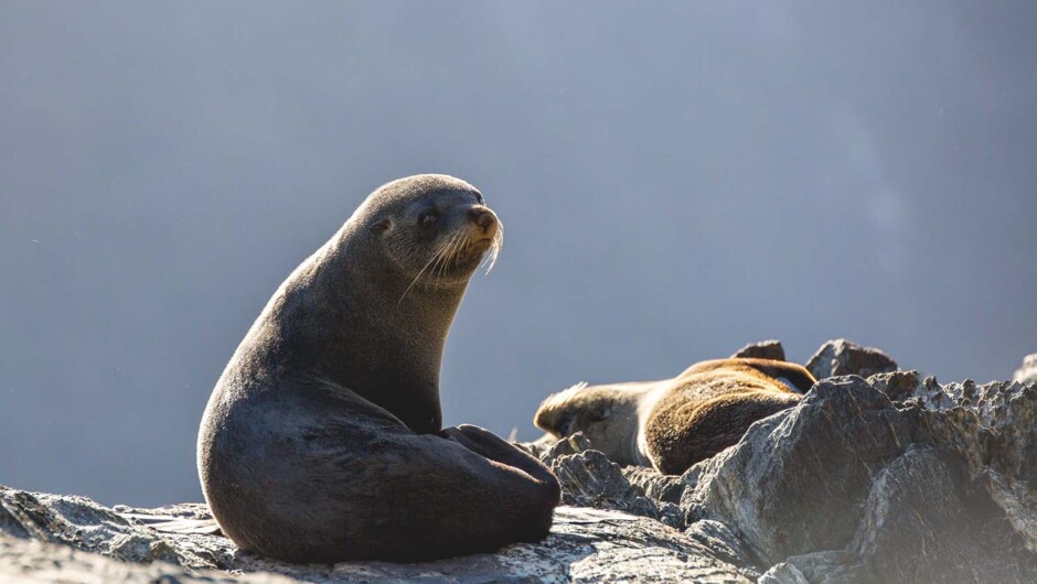 Milford Sound Coach & Cruise from Te Anau - Real Journeys