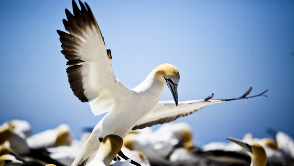 Gannet Bikes