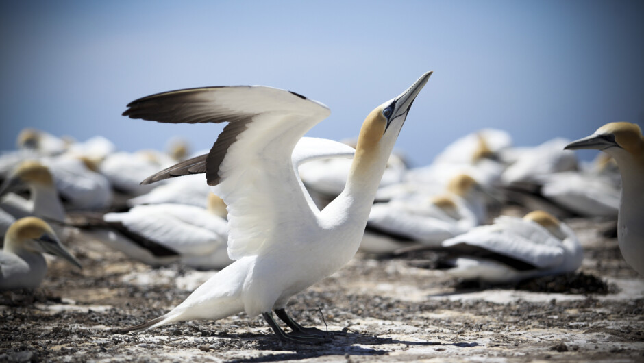 Gannet Colony, Cape Kidnappers/Te Kauwae-a-Māui