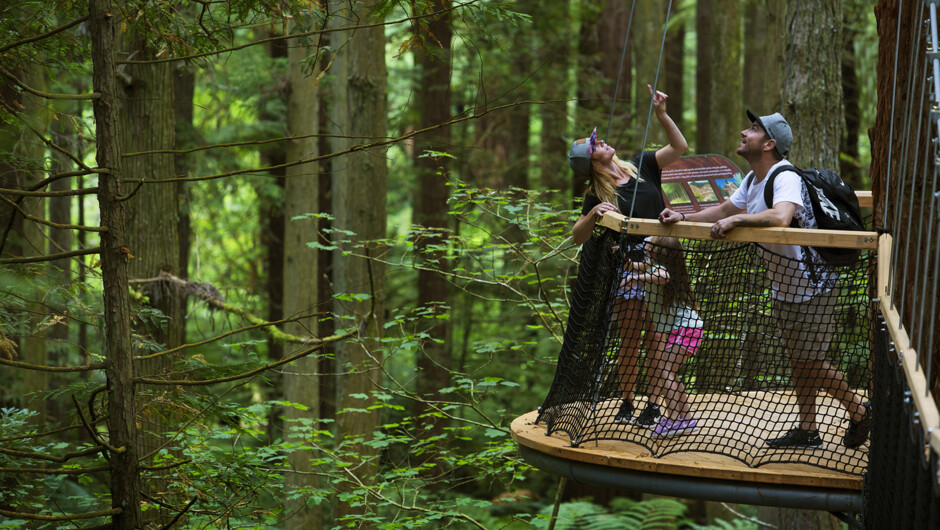 Redwoods Treewalk